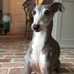 Meet your Posher, Abe